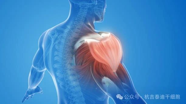 干細胞療法與肌肉系統