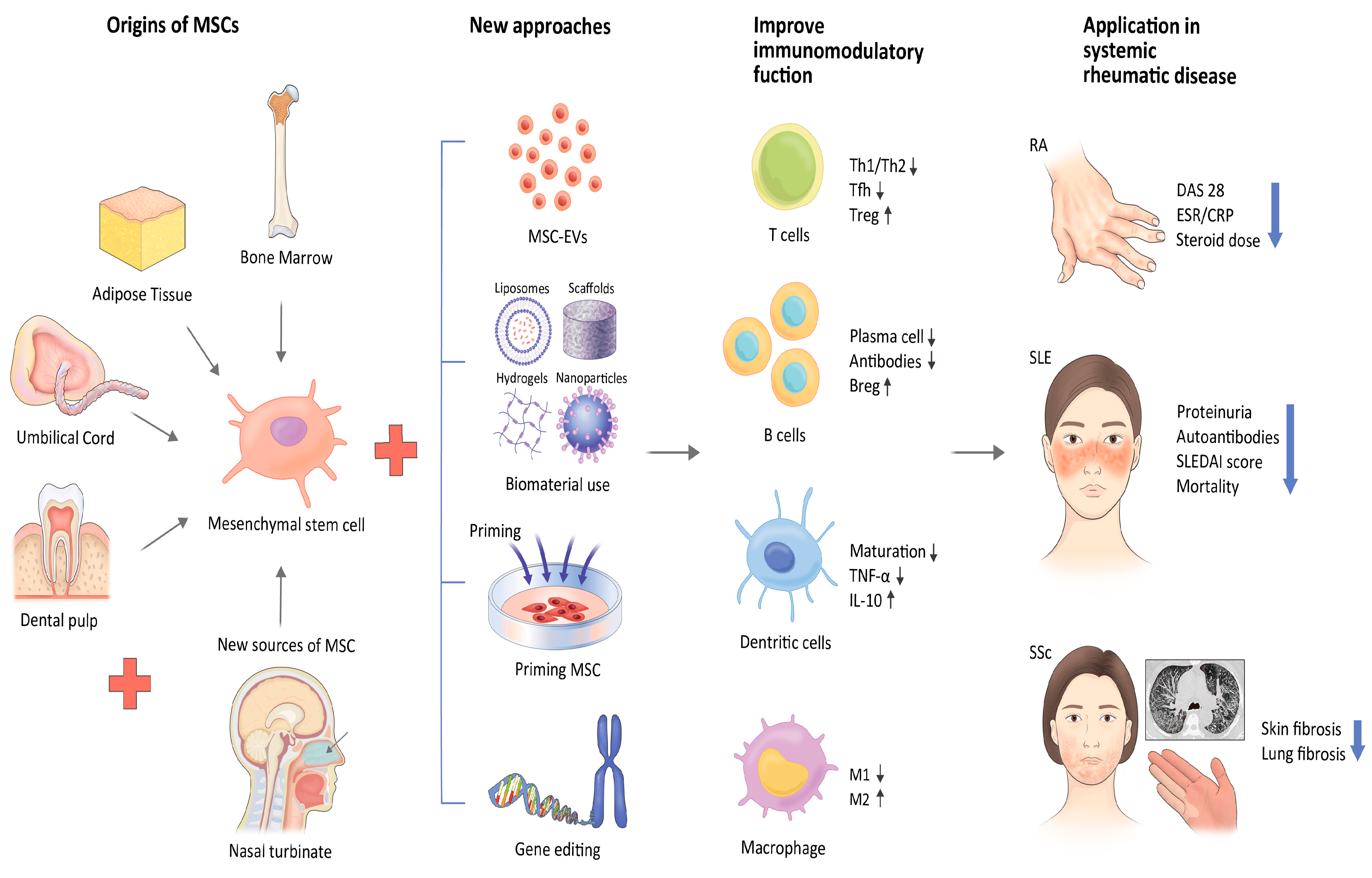 類(lèi)風(fēng)濕關(guān)節炎治療新方法:干細胞療法 類(lèi)風(fēng)濕關(guān)節炎治療新方法:干細胞療法
