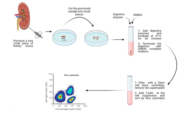 圖2：從人類(lèi)腎臟活檢中分離活細胞的示意圖