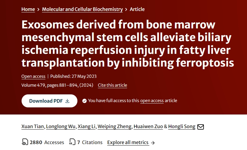 骨髓間充質(zhì)干細胞來(lái)源的外泌體通過(guò)抑制鐵死亡減輕脂肪肝移植膽道缺血再灌注損傷