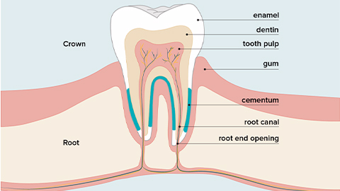 牙髓間充質(zhì)干細胞的來(lái)源、特性、作用是什么？