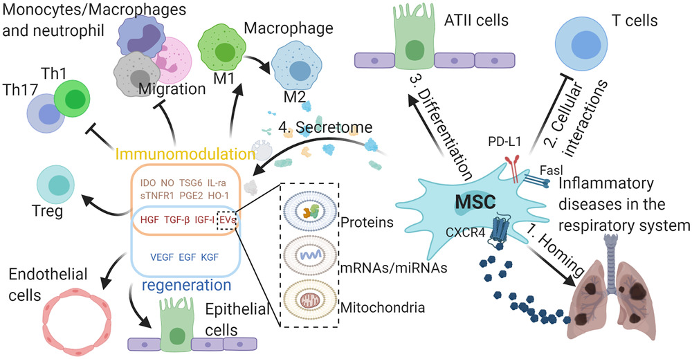 MSCs在呼吸系統典型炎癥疾病中的作用。

外源性MSCs可通過(guò)SDF-1-CXCR4軸遷移至受損組織，間充質(zhì)干細胞可通過(guò)細胞間相互作用分化為ATII樣細胞并抑制免疫細胞，并分泌多種具有免疫調節能力的生物活性分子，促進(jìn)受損組織再生。與免疫調節相關(guān)的分子可使巨噬細胞從M1型轉變?yōu)镸2型，抑制巨噬細胞、中性粒細胞和單核細胞的遷移，抑制TH1和TH17細胞的分化，促進(jìn)Treg細胞的形成。

生長(cháng)因子可保護肺泡上皮細胞和肺血管內皮細胞免受損傷。間充質(zhì)干細胞可通過(guò)EVs將蛋白質(zhì)、mRNA/miRNA和線(xiàn)粒體轉運到其他細胞，發(fā)揮其在免疫調節和再生中的作用，EVs的功能由其內容決定。