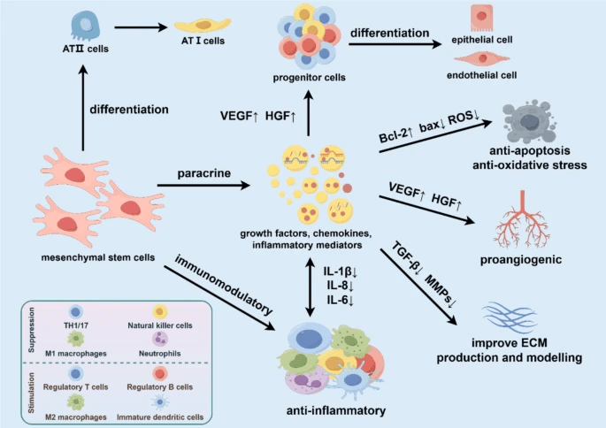 圖3：基于間充質(zhì)干細胞治療慢阻肺的機制