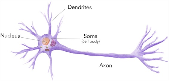 細胞是什么？ 