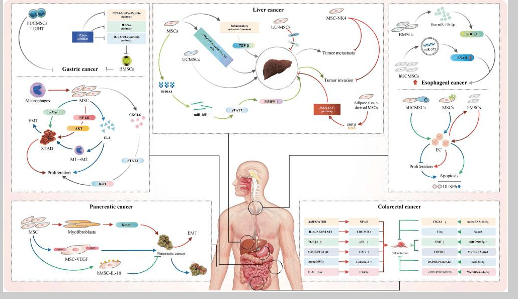 消化系統疾病如何治療？間充質(zhì)干細胞治療的案例有哪些？