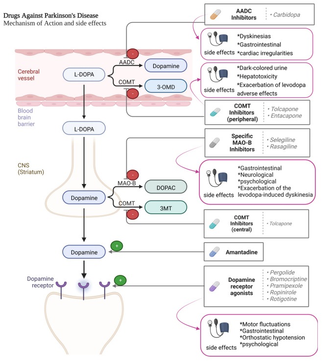 圖2：帕金森病患者使用的藥物及其作用機制。