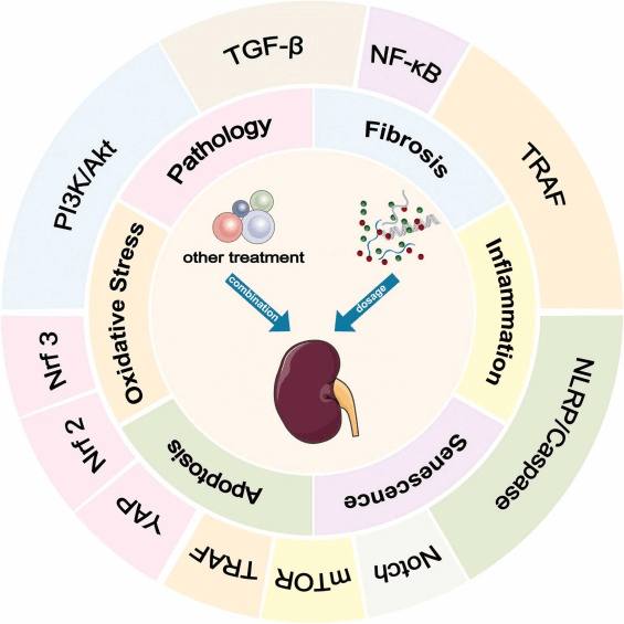 圖2：間充質(zhì)干細胞 (MSC) 及其衍生的外泌體 (MSCs-Exo) 在糖尿病腎病治療中的機制和途徑。