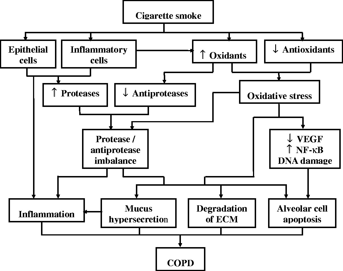 圖 1?. 示意圖總結了香煙煙霧引起的慢性阻塞性肺病 (COPD) 的致病過(guò)程