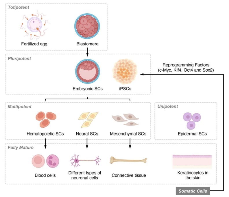 圖1：基于分化潛力和發(fā)育階段的干細胞分類(lèi)概述。