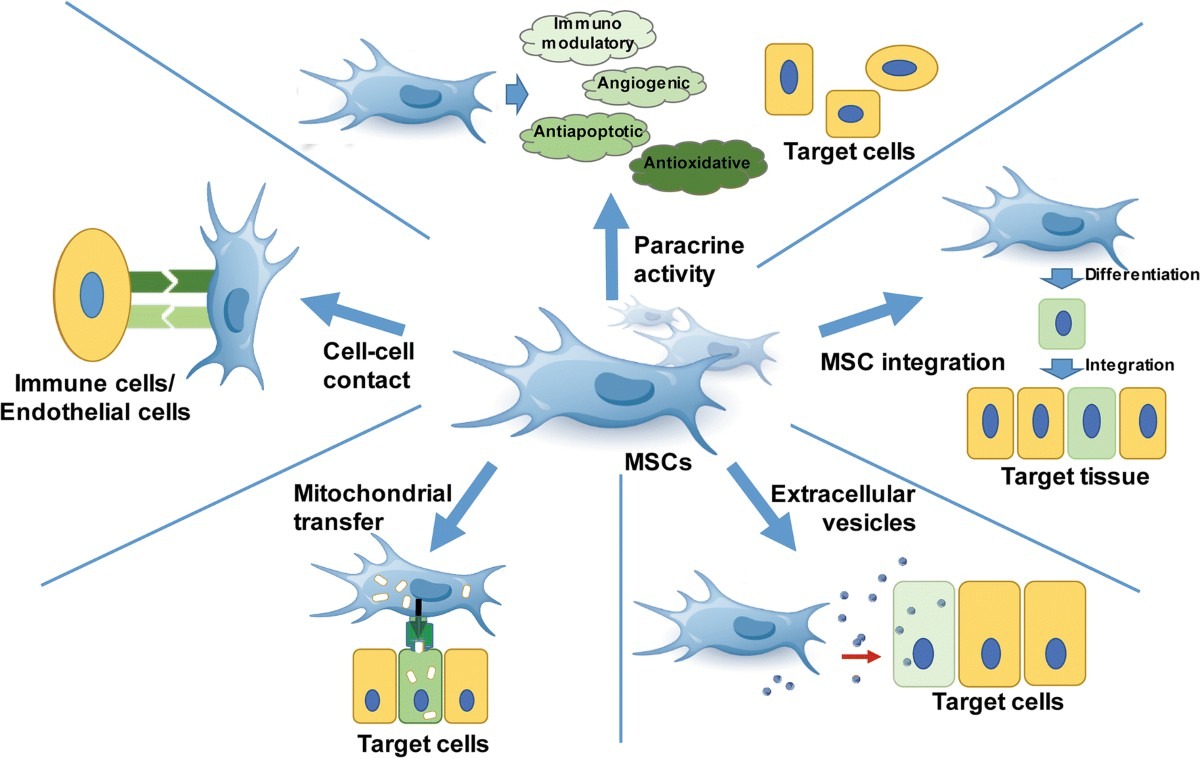 圖2 ：間充質(zhì)干細胞的機制