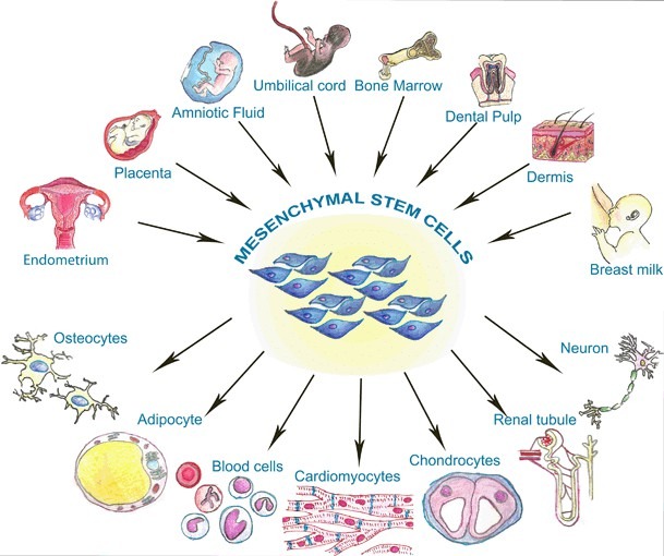 圖1：間充質(zhì)干細胞的來(lái)源