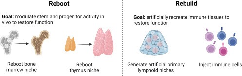 圖3：再生老化和受損免疫器官的兩種方法，包括重啟患者自身的免疫系統和通過(guò)人工補充重建患者的免疫系統