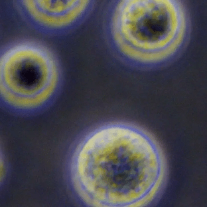 從實(shí)驗室到臨床：干細胞機構是如何生產(chǎn)高質(zhì)量干細胞的？