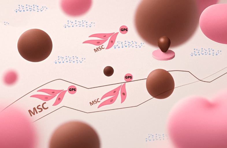 干細胞治療后為啥效果不一？是什么原因導致的？