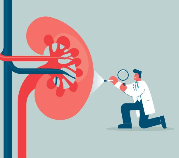 再生醫學(xué)前沿：2024年干細胞治療慢性腎病的最新研究進(jìn)展匯總