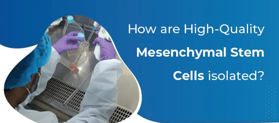 為什么遵守GMP對于生產(chǎn)高質(zhì)量、安全的間充質(zhì)干細胞至關(guān)重要