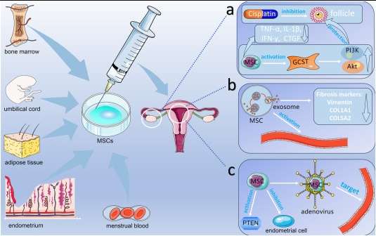 圖1：間充質(zhì)干細胞在卵巢和子宮內膜相關(guān)疾病中的作用機制