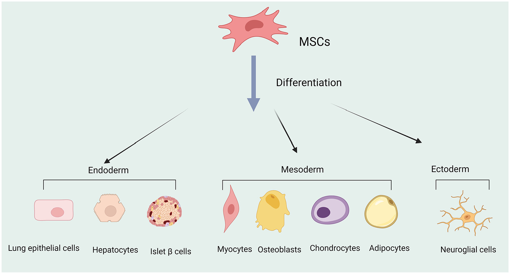 圖1 ：多能間充質(zhì)干細胞 (MSC) 可分化為不同的細胞譜系，例如中胚層細胞，跨胚胎分化為內胚層和外胚層細胞