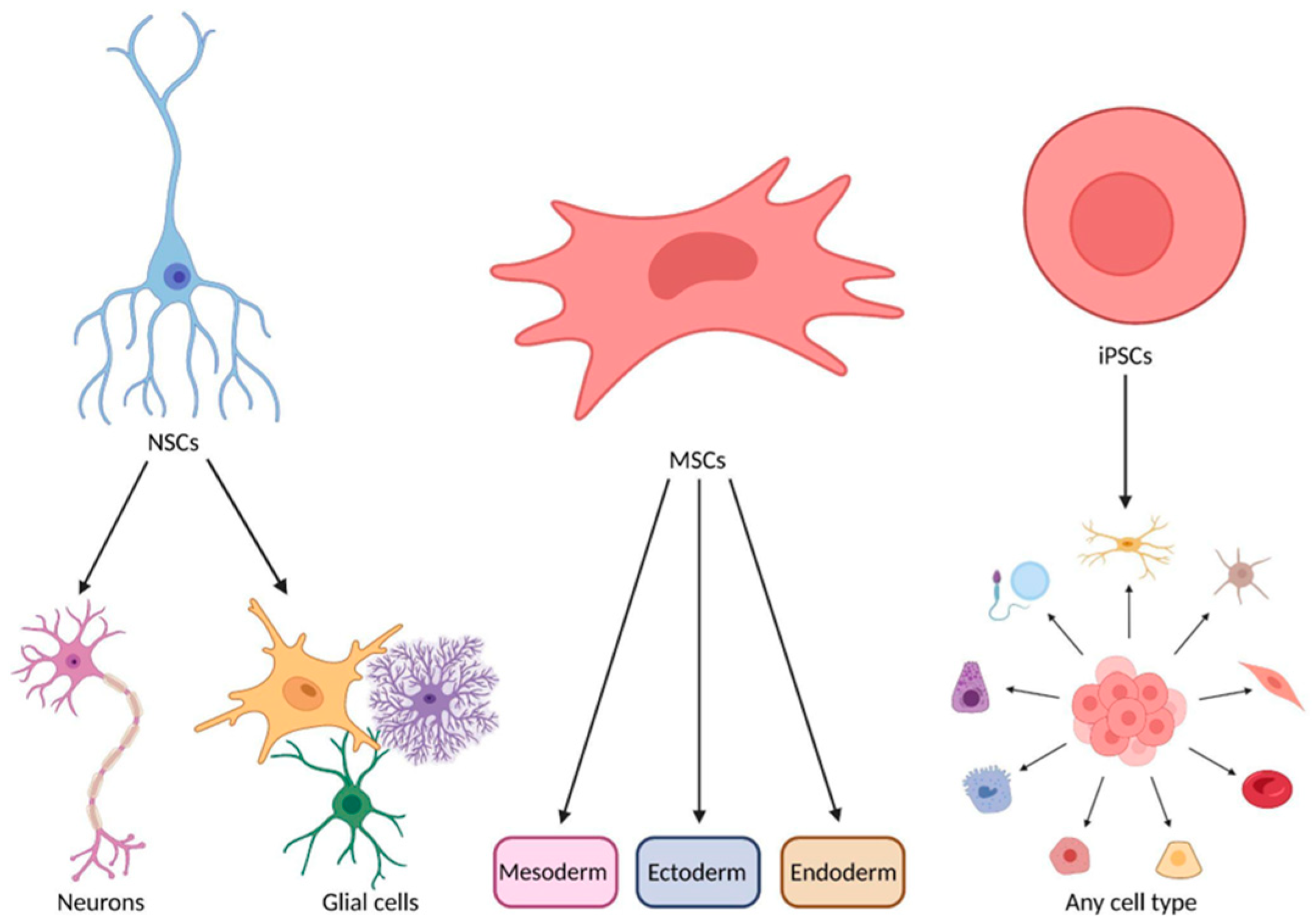 圖1：神經(jīng)干細胞、間充質(zhì)干細胞和誘導多能干細胞的分化潛力。