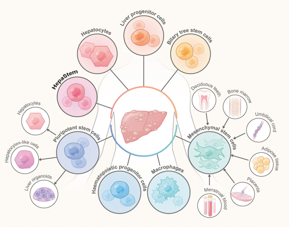 圖1：用于治療終末期肝病的細胞來(lái)源和類(lèi)型