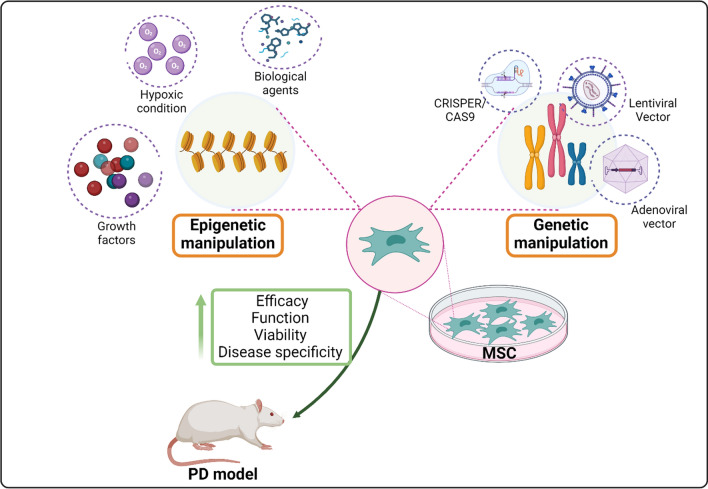 圖3：間充質(zhì)干細胞 (MSC) 在帕金森病 (PD) 治療中的操作。