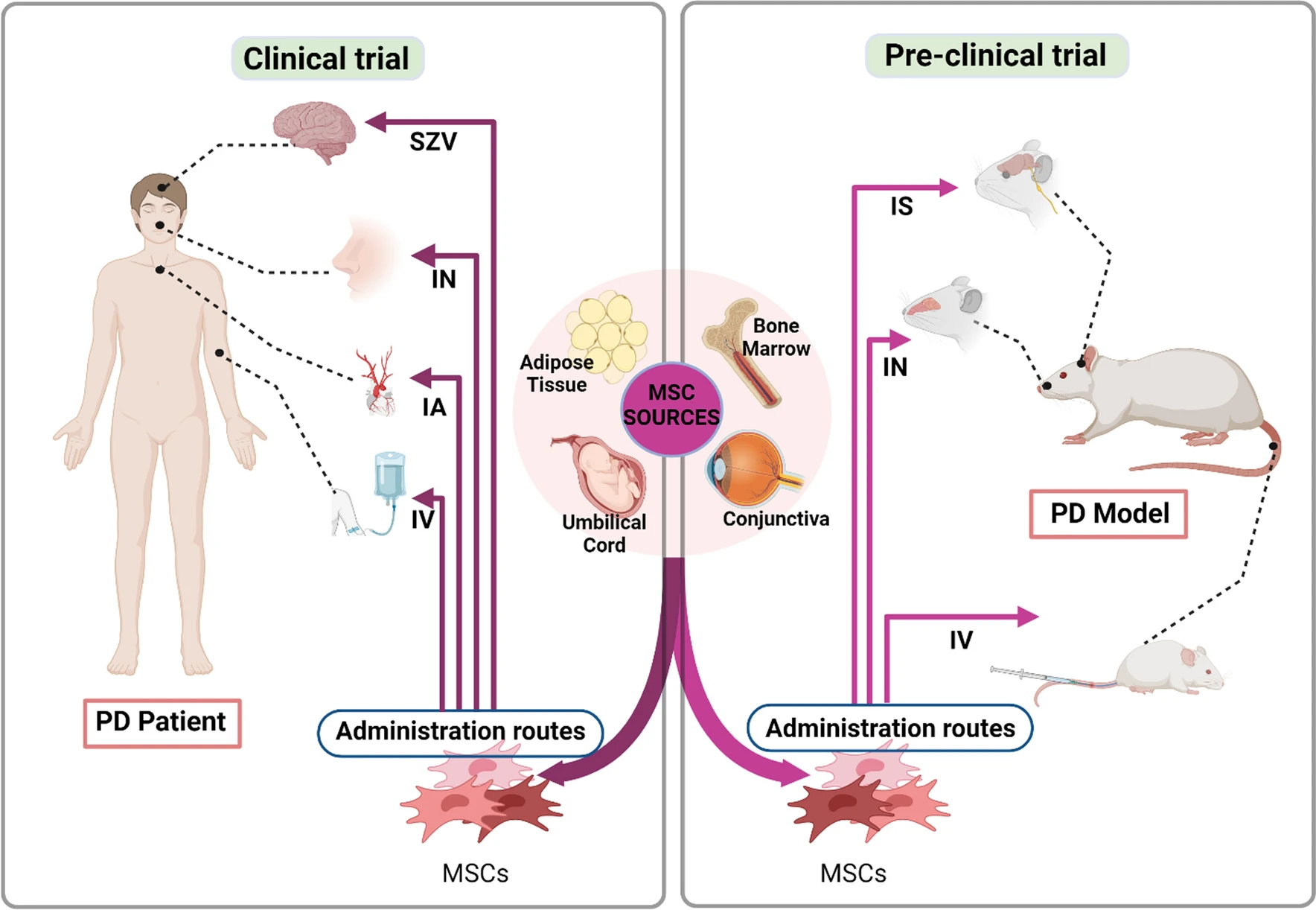 圖2：間充質(zhì)干細胞 (MSC) 治療帕金森病 (PD) 的臨床前和臨床研究。