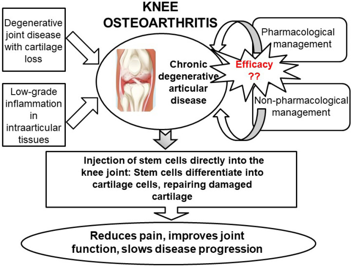 圖5：關(guān)節內注射干細胞再生膝關(guān)節軟骨作為膝關(guān)節骨關(guān)節炎治療選擇的總結。