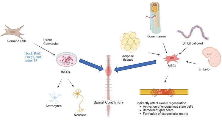 圖1：iNSC（左）和 MSC（右）的比較：由體細胞重新編程的iNSC專(zhuān)注于神經(jīng)元再生和神經(jīng)營(yíng)養支持，而來(lái)自骨髓、脂肪或臍帶的MSC提供抗炎、免疫調節作用和細胞外基質(zhì)重塑，用于脊髓損傷修復。