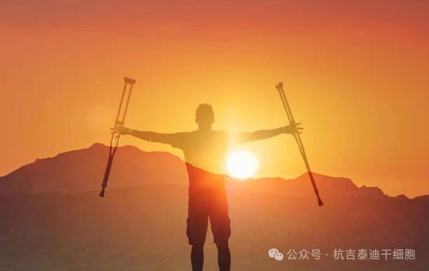 探尋脊髓損傷神經(jīng)再生之路，神經(jīng)干細胞移植技術(shù)在眾多方法中脫穎而出