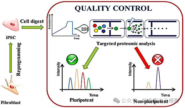 圖5：描述了一種基于蛋白質(zhì)組學(xué)的方法來(lái)篩選誘導性多能干細胞。