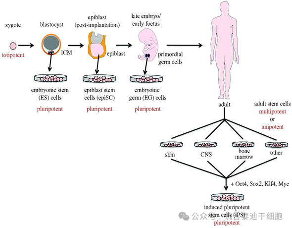 圖1：從多能干細胞生成羊膜功能細胞。此外，這還清楚地說(shuō)明了全能性和多能性。