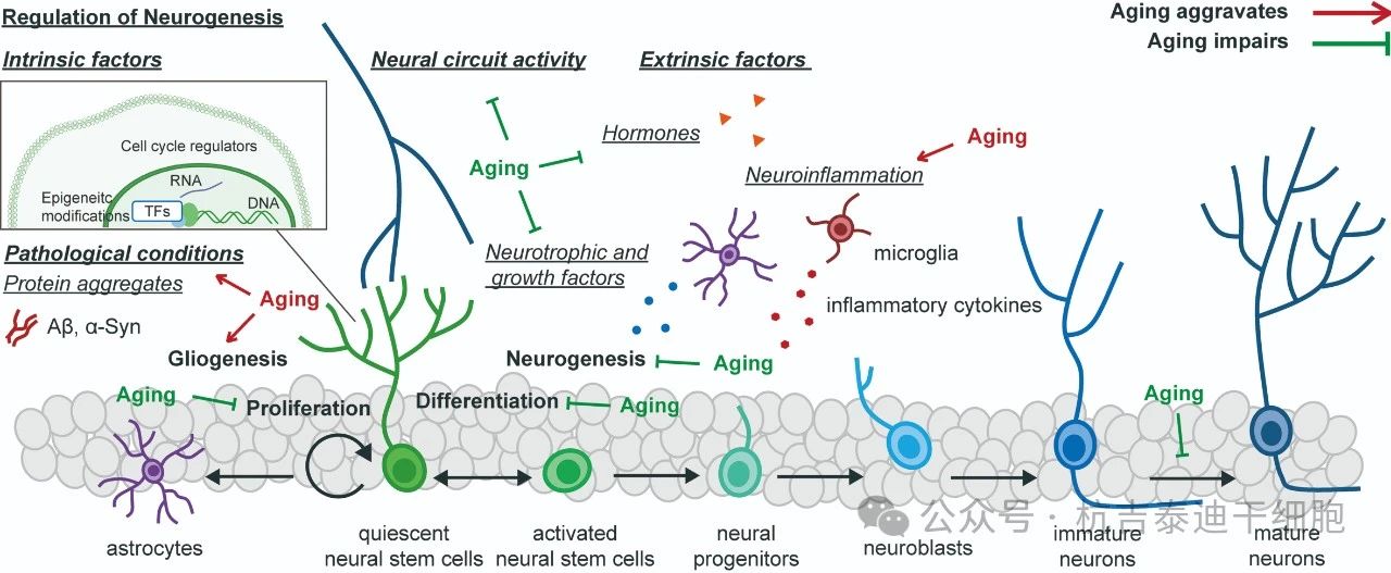 圖1：健康衰老過(guò)程中神經(jīng)發(fā)生和神經(jīng)干細胞變化的調節。