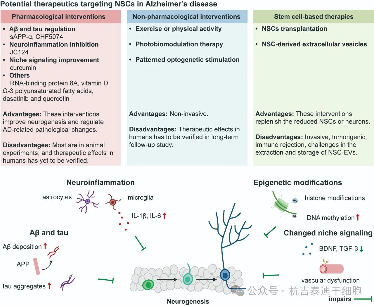 圖2：針對阿爾茨海默病中神經(jīng)干細胞的潛在療法。
