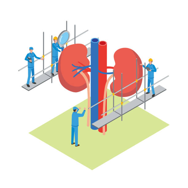 骨髓、臍帶還是脂肪：哪種間充質(zhì)干細胞最適合腎病治療？