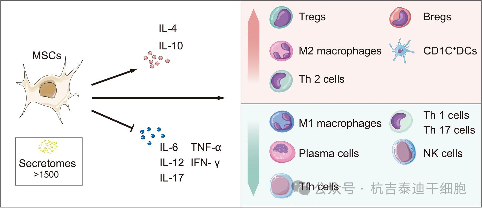 圖3：間充質(zhì)干細胞通過(guò)其免疫調節機制來(lái)治療慢性腎病。
