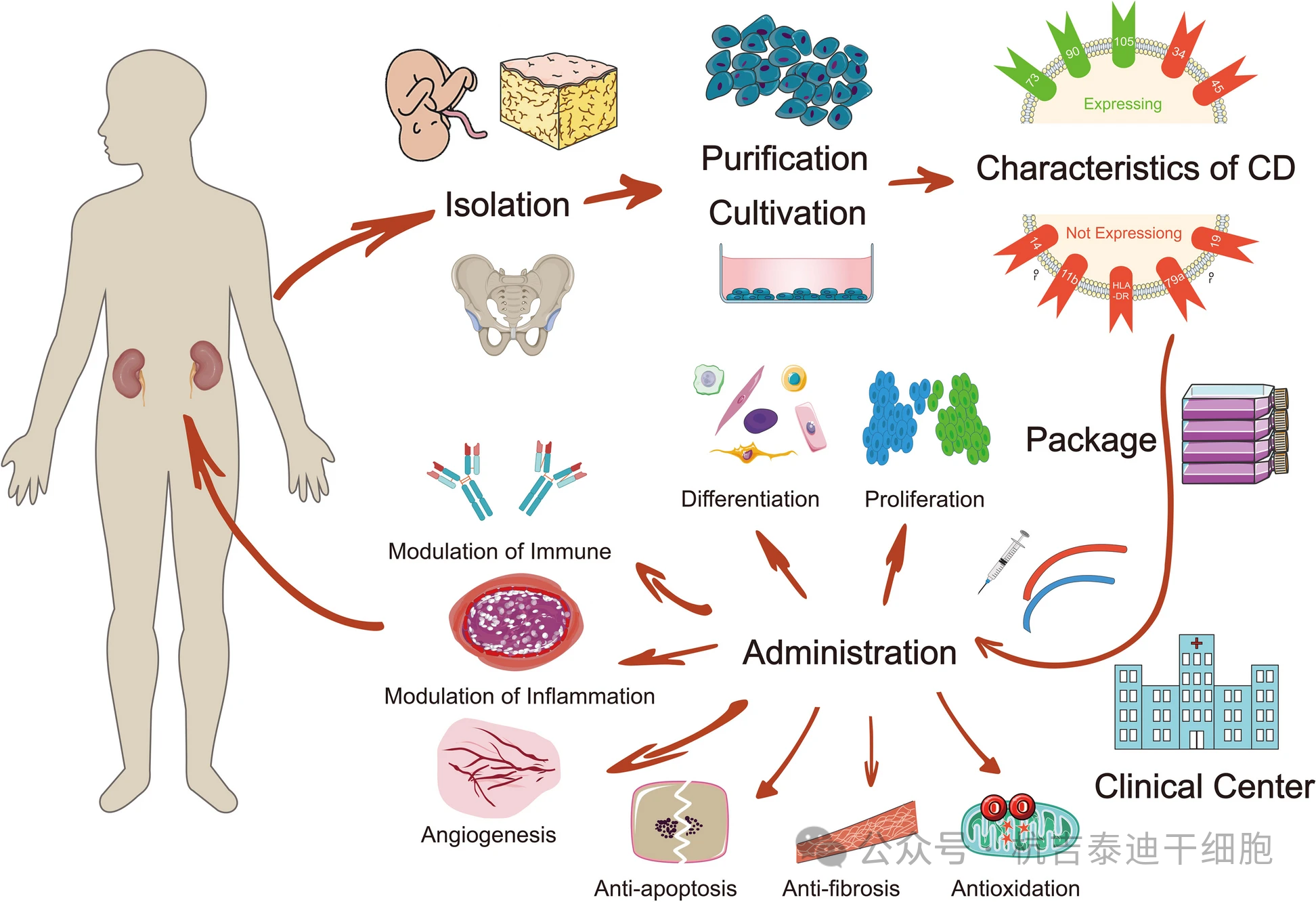 圖1：間充質(zhì)干細胞治療慢性腎臟病的間充質(zhì)干細胞的分離、培養、特性、臨床給藥及治療機制