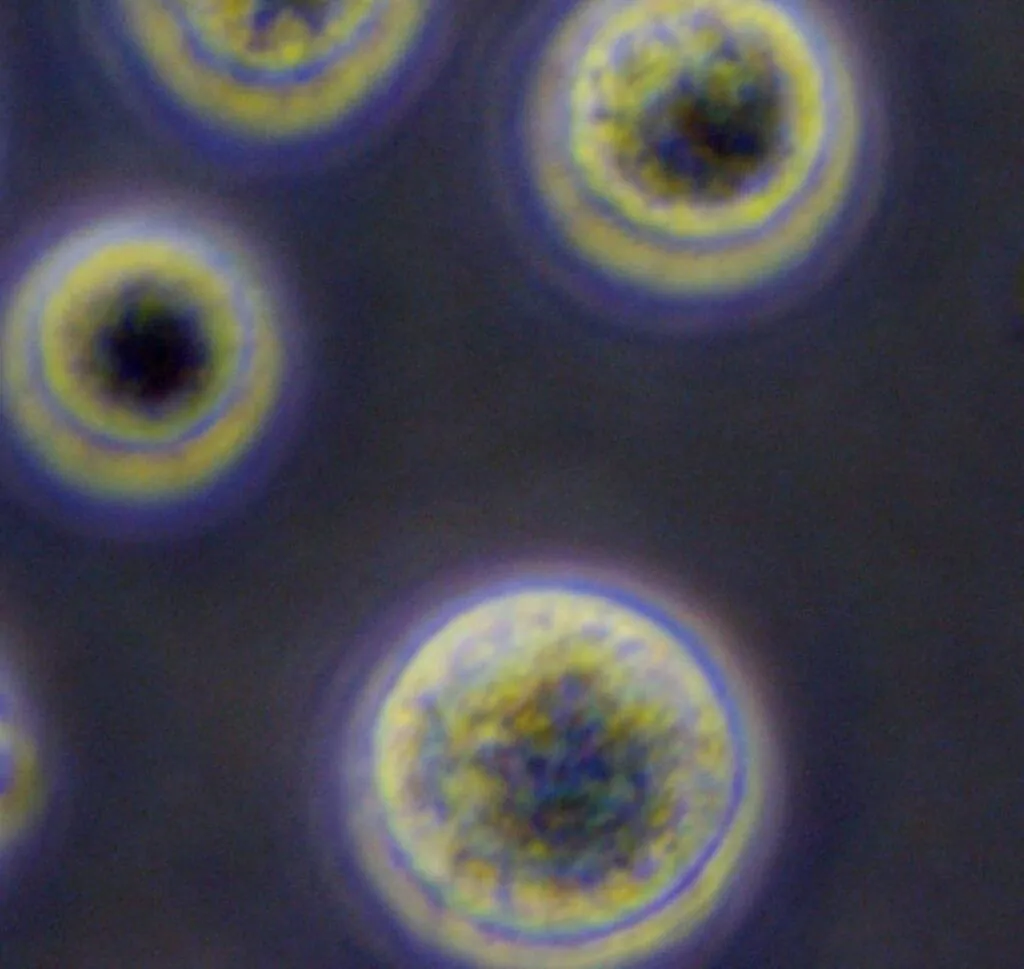 干細胞療法：其工作原理的簡(jiǎn)單指南