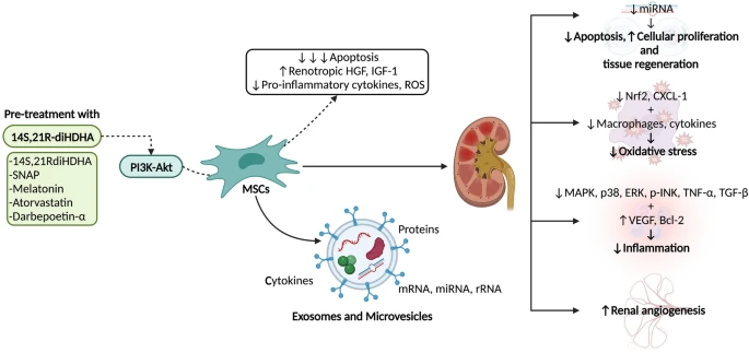 圖2：間充質(zhì)干細胞 (MSC) 療法在腎病中的應用及其對細胞凋亡、組織再生、氧化應激、炎癥和血管生成的影響。使用多種藥物進(jìn)行預處理可以增強MSC療法的效果。?