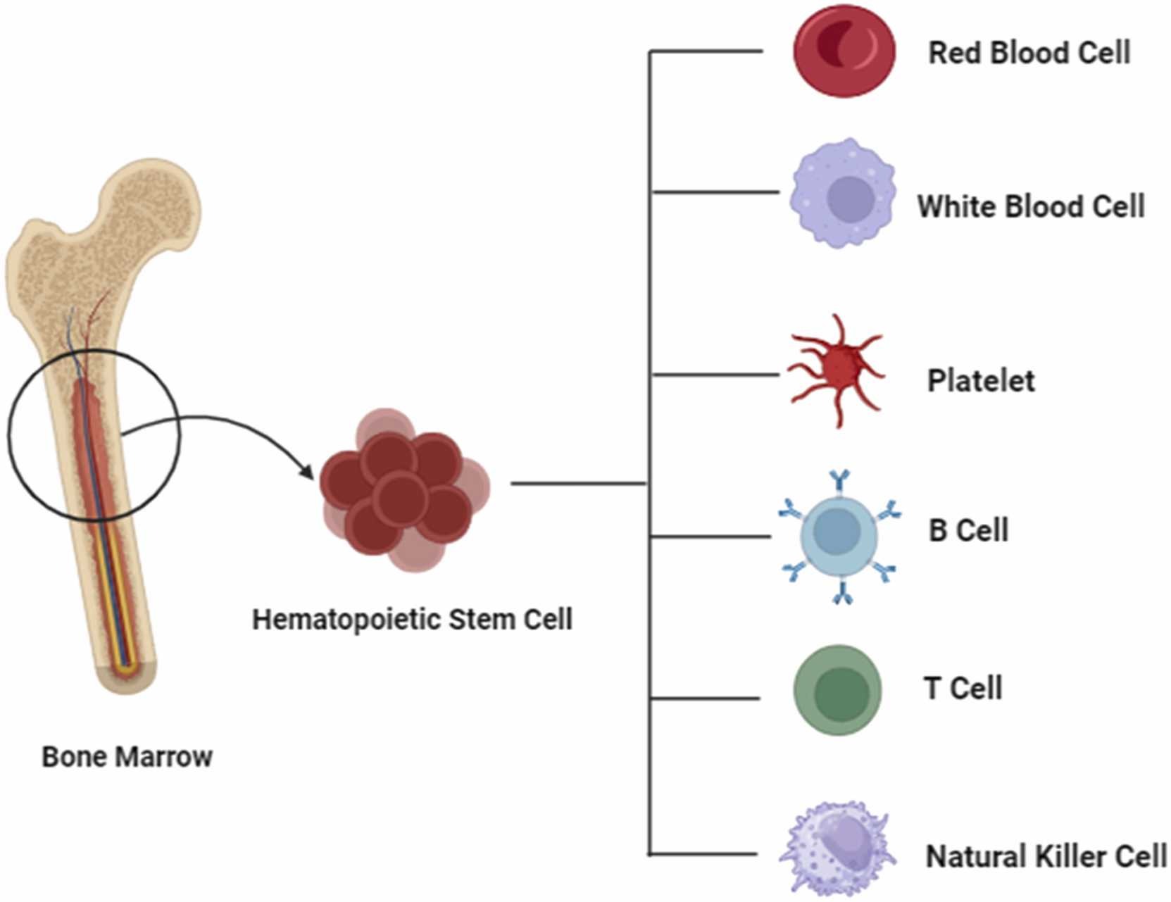 圖2. 造血干細胞的分化潛力。