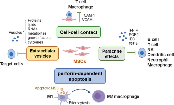 圖1：MSCs發(fā)揮免疫調節功能的潛在機制