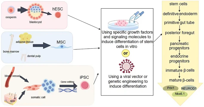圖2：從干細胞生成β細胞。