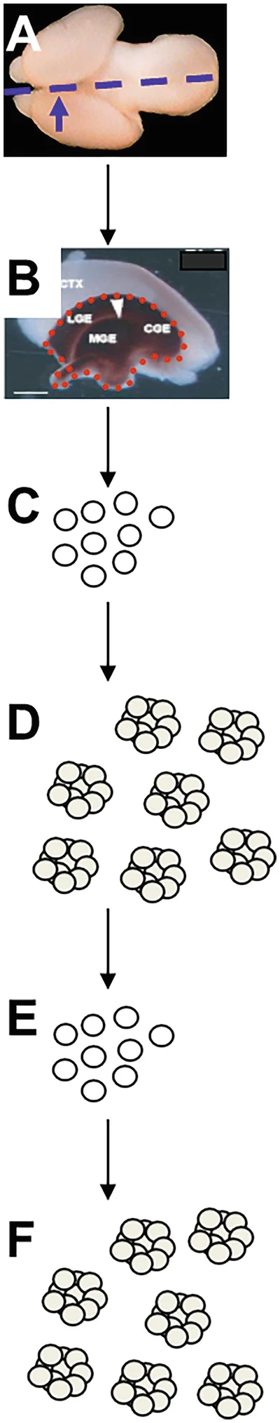 圖1：從胚胎第 14.5 天 (E14.5) 小鼠腦中提取NSPC。