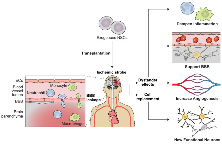 圖2：NSC輸送示意圖，說(shuō)明缺血性中風(fēng)的多種治療機制。