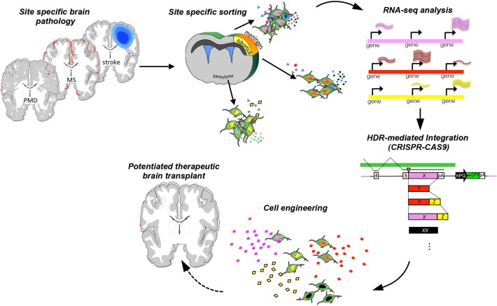 圖1：增強神經(jīng)干細胞治療可塑性的工程策略。