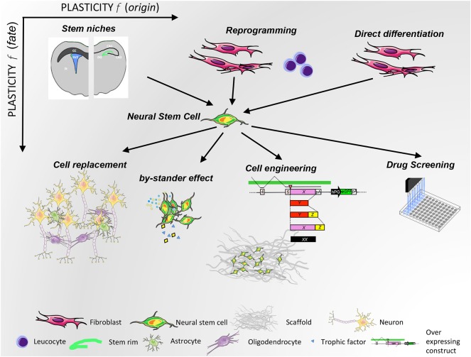 圖2：NSC可塑性與來(lái)源（x 軸）和治療用途（y 軸）的關(guān)系。