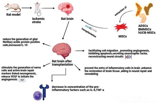 圖2.不同類(lèi)型的間充質(zhì)干細胞治療中風(fēng)的機制。