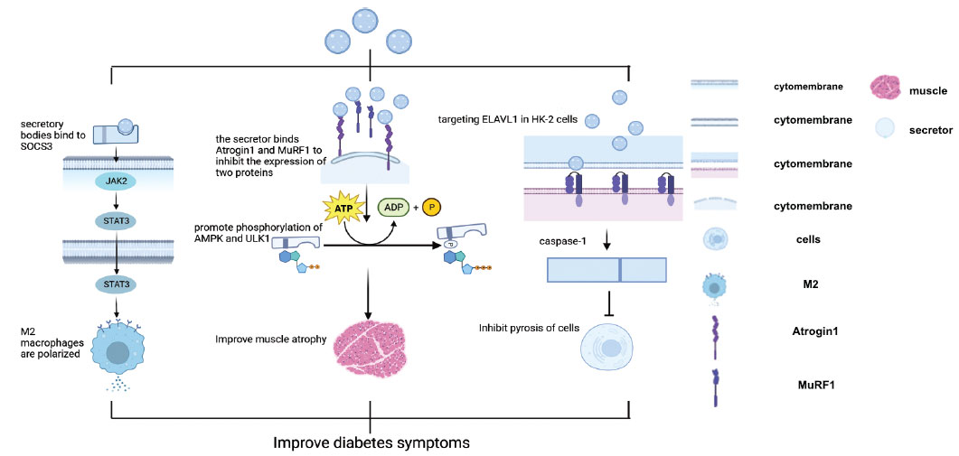 圖(2)：干細胞衍生的分泌體。