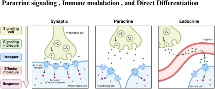 圖3：干細胞治療眼科疾病的旁分泌信號、免疫調節和直接分化等機制