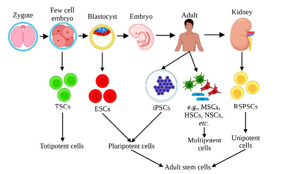 圖 (1)：根據干細胞分化成其他細胞類(lèi)型的能力對其進(jìn)行分類(lèi)。