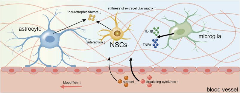 圖2：衰老過(guò)程中神經(jīng)干細胞微環(huán)境的變化。